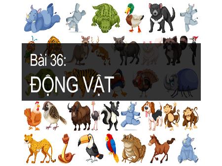 Bài giảng Khoa học tự nhiên Lớp 6 Sách Kết nối tri thức - Bài 36: Động vật - Trường THCS Mỹ Thắng