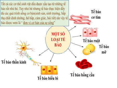 Bài giảng Khoa học tự nhiên Lớp 6 Sách Kết nối tri thức - Bài 19: Cấu tạo và chức năng các thành phần của tế bào - Trường THCS Thị trấn Gôi