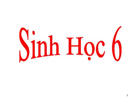 Bài giảng Sinh học Lớp 6 - Tiết 59: Vai trò của thực vật đối với động vật và đối với đời sống con người (Tiếp theo)